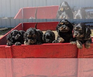 Cock-A-Poo-Cocker Spaniel Mix Litter for sale in SALEM, MO, USA