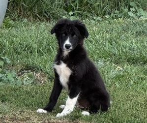 Border Collie Puppy for Sale in BLOOMINGTON, Wisconsin USA