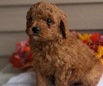 Puppy Milo Dachshund-Poodle (Toy) Mix