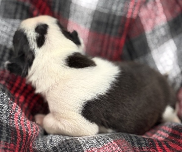 Medium Photo #1 Boston Terrier Puppy For Sale in HICKORY, NC, USA