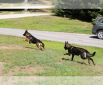 Small #2 German Shepherd Dog