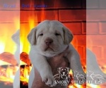 Small Photo #51 Labrador Retriever Puppy For Sale in POCAHONTAS, IL, USA