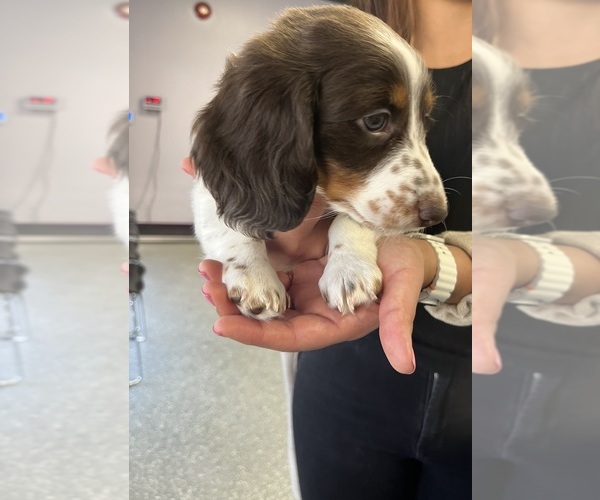 Medium Photo #7 Dachshund Puppy For Sale in RIVERSIDE, CA, USA