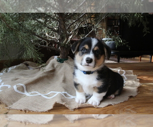 Pembroke Welsh Corgi Puppy for sale in FAIR GROVE, MO, USA