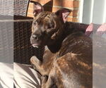 Small #8 Staffordshire Bull Terrier