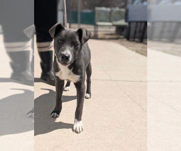 Medium Photo #5 American Staffordshire Terrier-Unknown Mix Puppy For Sale in Monte Vista, CO, USA