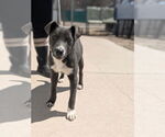 Small #4 American Staffordshire Terrier Mix