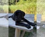 Small #4 Cane Corso