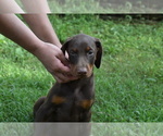 Small Photo #2 Doberman Pinscher Puppy For Sale in RIVERDALE, MD, USA