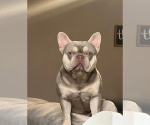 Father of the French Bulldog puppies born on 08/14/2026