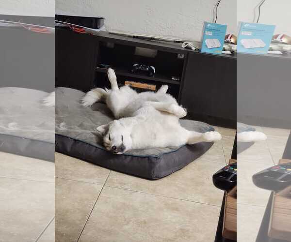 Medium Photo #2 Siberian Husky Puppy For Sale in Miami, FL, USA