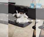 Small #1 Siberian Husky