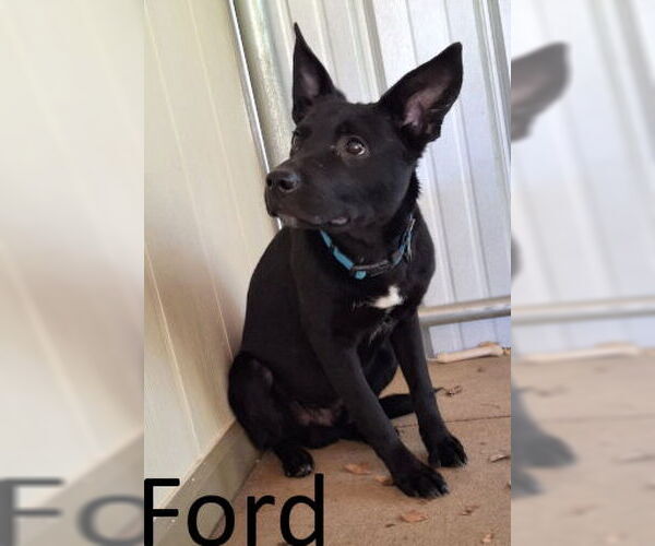 Medium Photo #1 Labrador Retriever-Unknown Mix Puppy For Sale in Mountain View, AR, USA