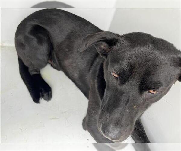 Medium Photo #1 Labrador Retriever Puppy For Sale in Houston, TX, USA