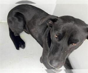 Labrador Retriever Dogs for adoption in Houston, TX, USA