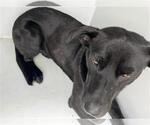 Small Labrador Retriever