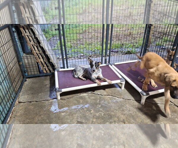 Medium Photo #2 Mutt Puppy For Sale in Sebec, ME, USA
