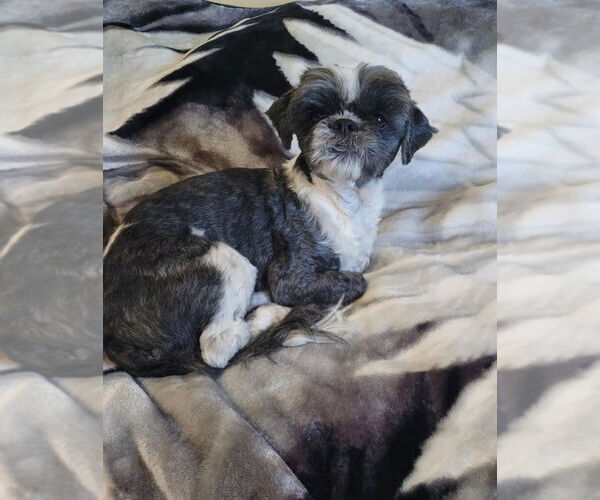 Medium Photo #4 Shih Tzu Puppy For Sale in Brights Grove, Ontario, Canada