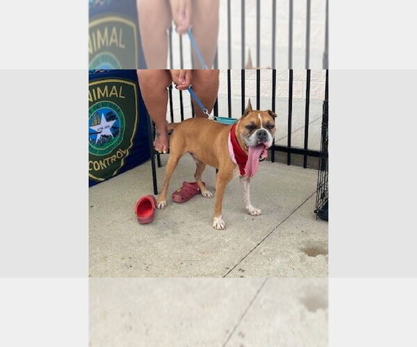 Medium Photo #3 Boxer Puppy For Sale in Austin, TX, USA