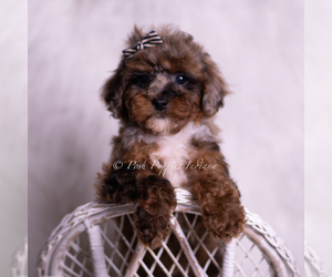 Medium Poodle (Toy)