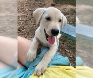 Labrador Retriever-Unknown Mix Dogs for adoption in Alexander, AR, USA