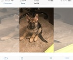 Small Photo #5 German Shepherd Dog Puppy For Sale in DOUGLASVILLE, GA, USA