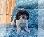 Small #7 Poodle (Miniature)