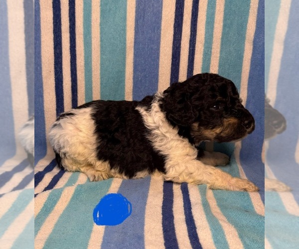 Medium Photo #5 Goldendoodle Puppy For Sale in WOODLEAF, NC, USA
