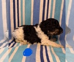 Small #4 Goldendoodle