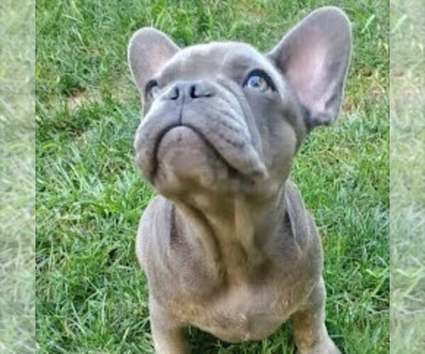 Medium Photo #1 French Bulldog Puppy For Sale in GORDONVILLE, PA, USA