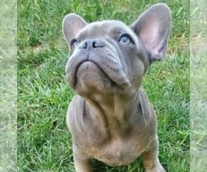 French Bulldog Puppy for sale in GORDONVILLE, PA, USA