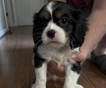 Puppy Lil Carlisle Cavalier King Charles Spaniel