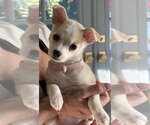 Small #1 Chihuahua Mix