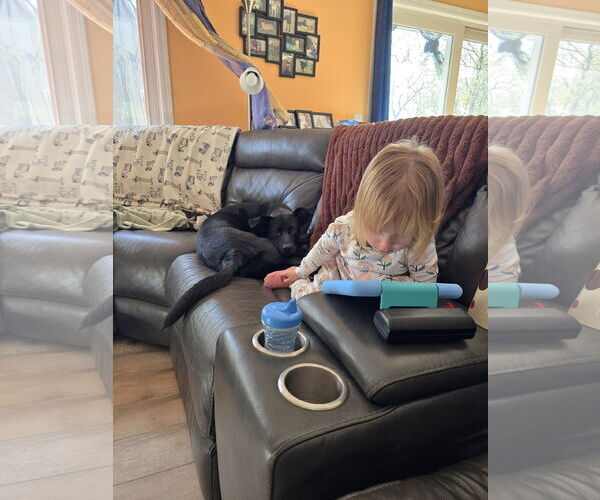 Medium Photo #10 Retriever -Unknown Mix Puppy For Sale in Farmington, MN, USA