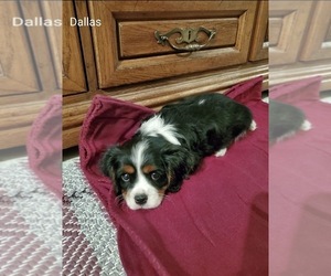 Cavalier King Charles Spaniel Puppy for sale in EVART, MI, USA