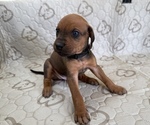 Bison - Male Labrador Retriever-Rhodesian Ridgeback Mix Puppy for Sale - Photo #5