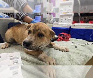 Mutt Dogs for adoption in Riverside, CA, USA