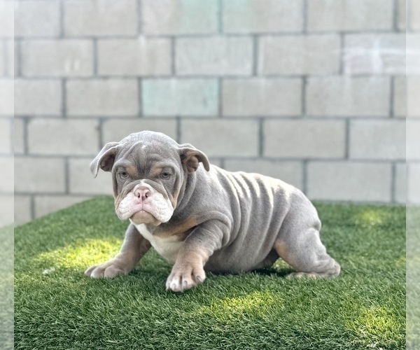 Medium Photo #1 English Bulldog Puppy For Sale in HOUSTON, TX, USA