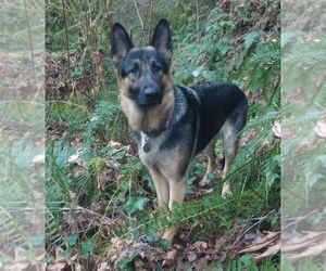 Mother of the German Shepherd Dog puppies born on 05/18/2025