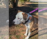 Small #2 American Staffordshire Terrier Mix