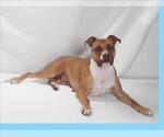 Small #1 American Pit Bull Terrier