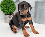 Small Photo #14 Doberman Pinscher Puppy For Sale in GOSHEN, IN, USA