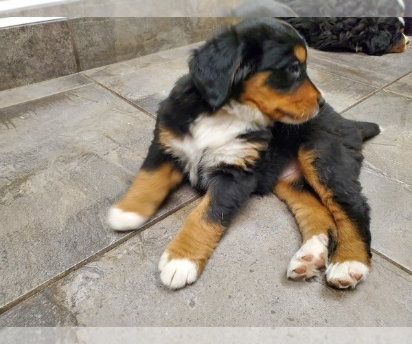 Medium Photo #4 Bernese Mountain Dog Puppy For Sale in LEETONIA, OH, USA