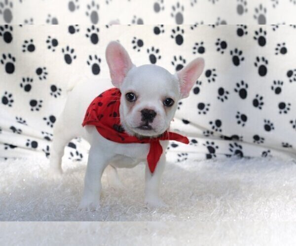 Medium Photo #2 French Bulldog Puppy For Sale in MANHATTAN, NY, USA
