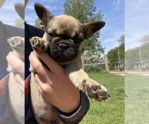 French Bulldog Puppy for sale in SIOUX FALLS, SD, USA