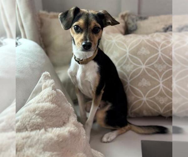 Medium Photo #1 Chihuahua-Unknown Mix Puppy For Sale in San Antonio, TX, USA