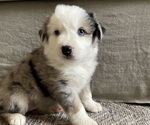 Small Photo #4 Australian Shepherd Puppy For Sale in GILBERT, AZ, USA