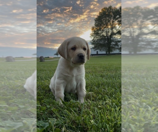 Medium Photo #3 Labrador Retriever Puppy For Sale in BLANCHESTER, OH, USA