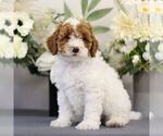 Small Photo #4 Poodle (Toy) Puppy For Sale in EAST EARL, PA, USA