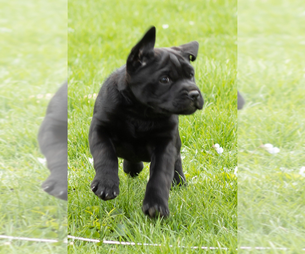 Medium Photo #3 Cocker-Pei Puppy For Sale in MILLERSBURG, IN, USA